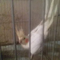 عروس هلندی لوتینو خیلی ناز نروماده.رو نمیدونم.