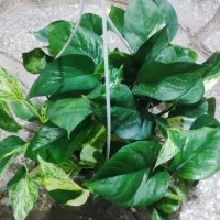 بامبو .گل .گلدان بامبو|گل و گیاه طبیعی|ورامین, ورامین|دیوار