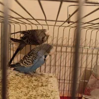 فروش  یک جفت مرغ عشق اینگلیسی