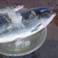 ماهی زیبا دریایی