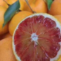 فروش پرتقال تامسون و پرتقال خونی