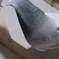 کفتر بهبونی