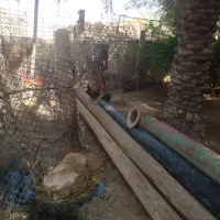خروس برای فروش
