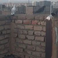 کفتر طوقی و پشت دار