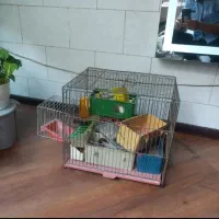 ۴عدد قفس با لوازم و یک جفت مرغ عشق خاص