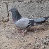 ی نره اصفونی