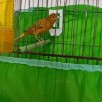 قناری نر اوپال آهوی مست