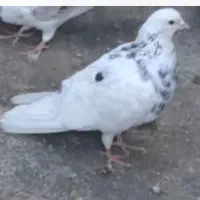 کفتر