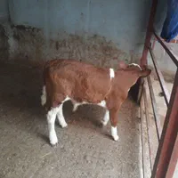 فروش گوساله سیمینتال و...|حیوانات مزرعه|بندر ترکمن, |دیوار