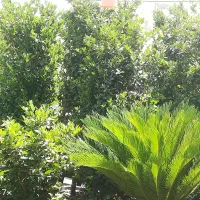 درخت گل گیاه تنه درخت طبیعی نهال|گل و گیاه طبیعی|تهران, طرشت|دیوار