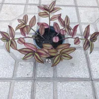 گل گندمی و برگ بیدی بنفش|گل و گیاه طبیعی|سبزوار, باهنر|دیوار