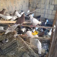 کفتر یاهو وپرشی یکجای