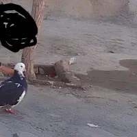 کبوتر شازده