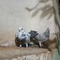 کبوتر شرت  ملق