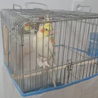 عروس هلندی نر