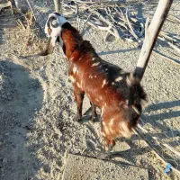 بزهای خوب فروشی (تروشت)