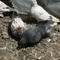 کبوتر|پرنده|سنگر, |دیوار