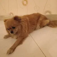 پامرین|سگ|ری, حمزهآباد|دیوار