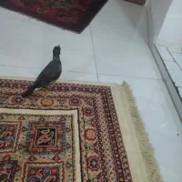 جوجه مینا|پرنده|مشهد, شهرک رازی (شهرک غرب)|دیوار