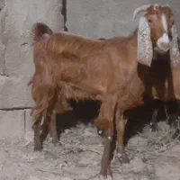 بز ماده سرحال