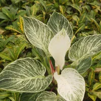 گلخانهدثنا فروش گلهای اپارتمانی