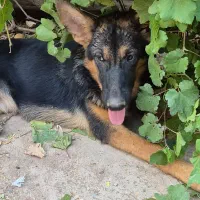 شاه توله سگ ژرمن شولاین|سگ|دزفول, |دیوار