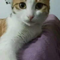 گربه ماده خانگی مجانی با ادب|گربه|بجنورد, |دیوار