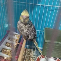 عروس هلندی|پرنده|ماهان, |دیوار