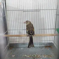 جوجه سهره قناری