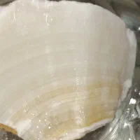 عقیق|جواهرات|کازرون, |دیوار