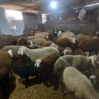 گوسفنددوقلوبادوتا بره نر|حیوانات مزرعه|دابودشت, |دیوار