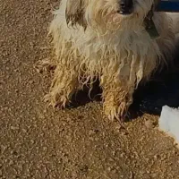 سگ شیتزو مالتیز