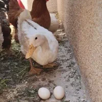 2 تا اردک ماده تخم گذار