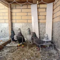 بزک نمونه ،دو نیس فقط تماس،دوتومن