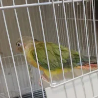 1عددجوجه گرینچیک 4ماهه