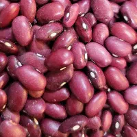 لوبیا بوجاری شده درجه ۱