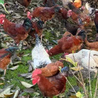 مرغ و خروس محلی|حیوانات مزرعه|تولم شهر, |دیوار