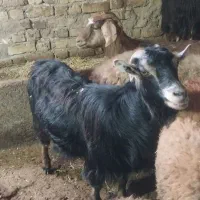 ۴ عدد بز|حیوانات مزرعه|سجاس رود, |دیوار