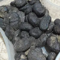 عنبر نسا  اصل