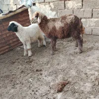 دوتا بره نر ماده