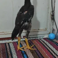 جوجه لاری اوشامو وارداتی فستیوالی ۳ ماه نیم