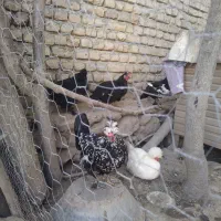 مرغ و خروس پاکوتاه کاکلی و پاپر|حیوانات مزرعه|بندر گز, |دیوار