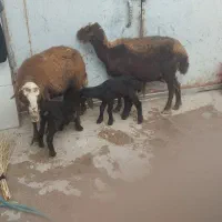 میش بره