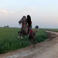 مادیون