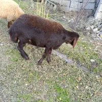 فروش یک عدد توقلی  زیر قوچی وزن بالا