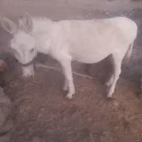 الاغ فروشی|حیوانات مزرعه|کنار تخته و کمار, |دیوار