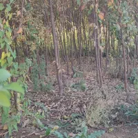 انواع نهالهای مسمروغیرمسمر فقد45هزار دیال اباد|خدمات باغبانی و درختکاری|قزوین, |دیوار