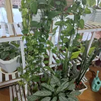 شلف ۱۲۰×۱۱۰