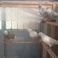 کبوترای پرشی تیر ماه|پرنده|فومن, |دیوار