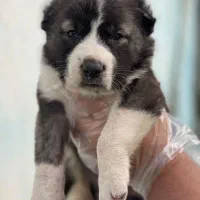 توله آلابای روس درشت هیکل سگ آلابای